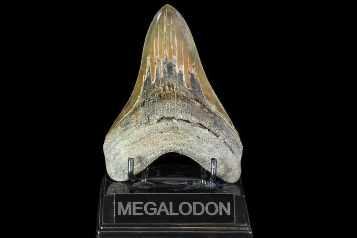 Serrated, Fossil Megalodon Tooth - Georgia #104986